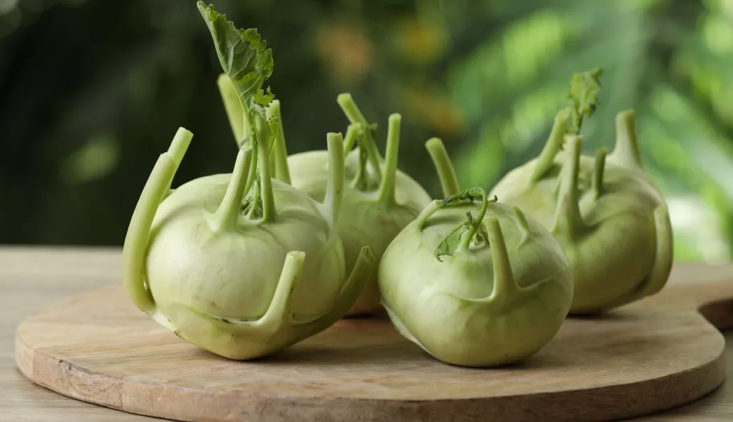 De ce ar trebui să introduceți gulia mai des în alimentație