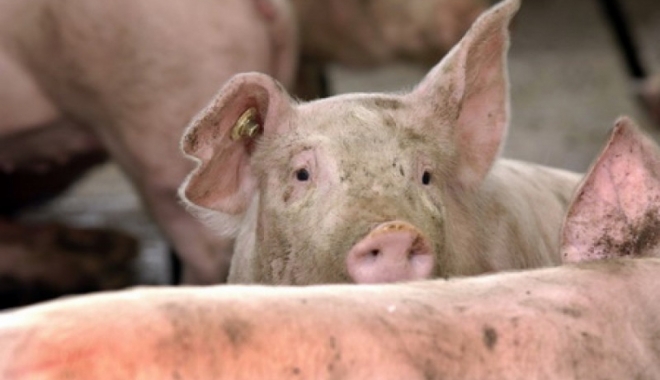 Guvern. Măsuri de prevenire a pătrunderii pestei porcine africane pe teritoriul României - guvernmasuri-1488991569.jpg