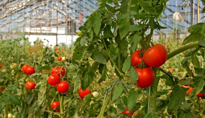 Guvernul a extins perioada de valorificare a tomatelor - guvernulaextinsperioadadevalorif-1591980732.jpg