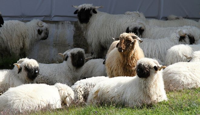 Guvernul a prelungit schema de ajutor de stat pentru creşterea animalelor - guvernulaprelungit-1623347944.jpg