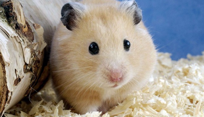 Optați  pentru hamster! - hamster-1347200540.jpg