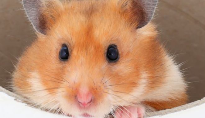 Coronavirus: Teste realizate pe hamsteri au dovedit eficacitatea măștilor sanitare - hamsteri-1589785272.jpg