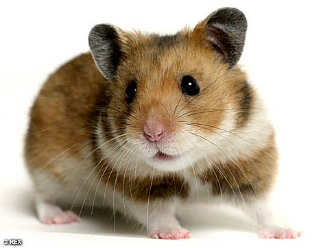 Hamsterul poate fi dresat? (2) - hamsterpentruadoptie-1322173579.jpg