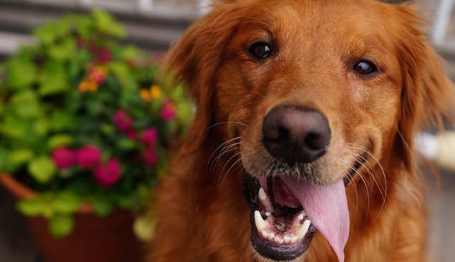 Se inaugurează primul muzeu dedicat câinilor fără stăpân - happydogccrburtzel-1601567587.jpg