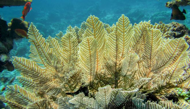 Informaţii importante despre îmbătrânire şi vindecare, descoperite cu ajutorul unor hidrozoare marine - hidroizipenatiexaglaophenia-1688220835.jpg