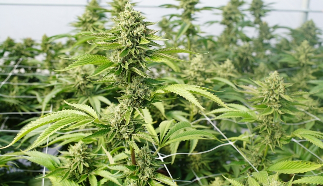 Doi polițiști bănuiți că ar avea o plantație de cannabis, reținuți de DIICOT - highyieldcannabisstrains-1506861456.jpg