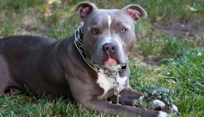 CAZ INCREDIBIL! UN PITBULL A SALVAT UN COPIL, ÎN TIMP CE MAMA SA ÎNCERCA SĂ-L ÎNECE - hipitbullistock-1506406546.jpg
