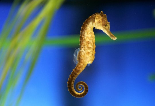 Mangalia, stațiunea căluților de mare - hippocampuskudaa-1374072099.jpg