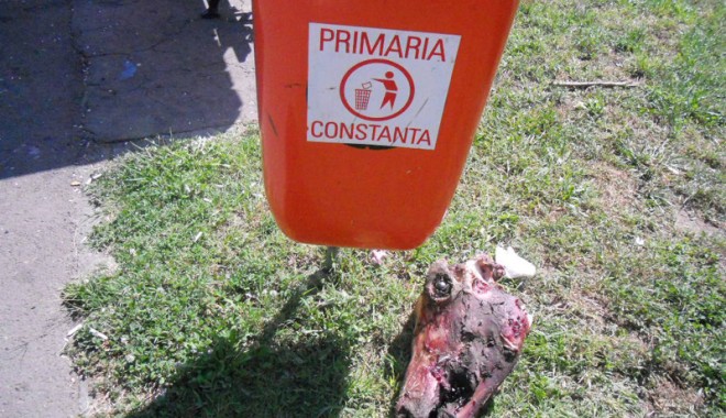 Parcul Primăriei Constanța, tărâmul hoiturilor - hoitprimarie-1312128741.jpg