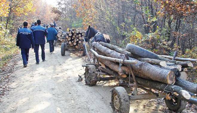Hoții de lemn, cu câștigul - contribuabilii, cu nota de plată a reîmpăduririi - hotiidelemn-1459416943.jpg