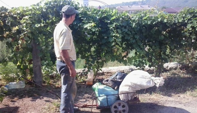 Prins de jandarmi la furat de struguri - hotstruguri-1344337105.jpg