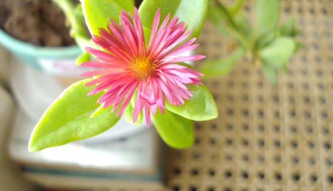Plantele de apartament pot avea și efecte adverse! - houseplants-1349106169.jpg