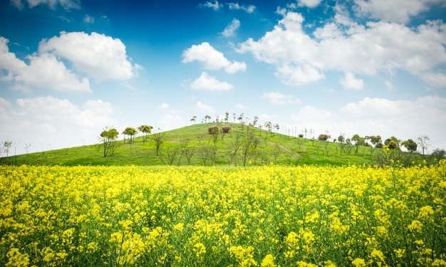 Rapița, o cultură cu beneficii multiple pentru agricultura românească - iarba-1519650424.jpg