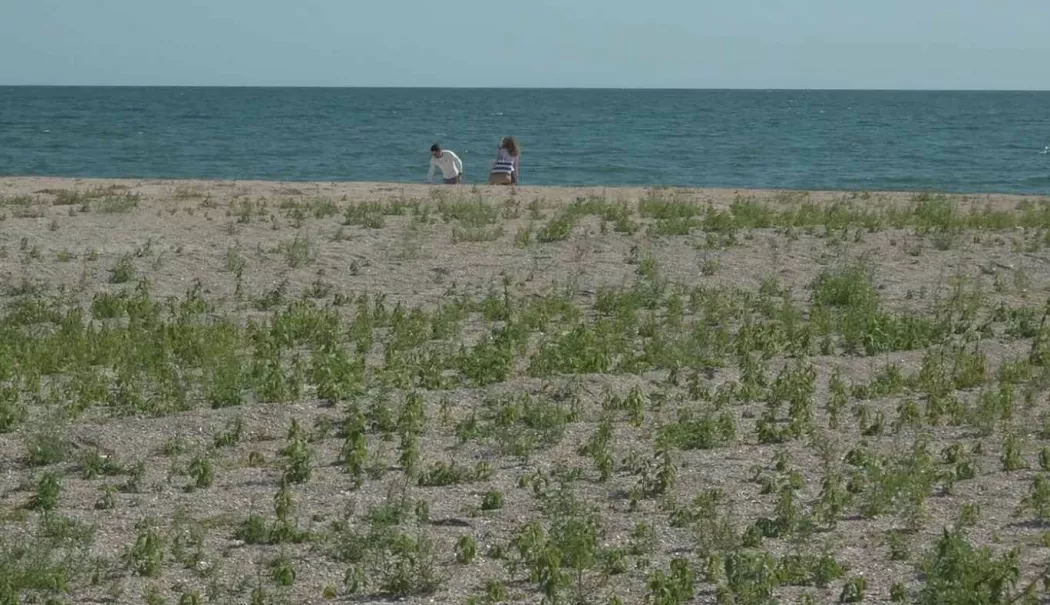 Mamaia, din stațiune la... pajiște! Turiștii fac plajă printre buruieni - iarba-1785257413.webp