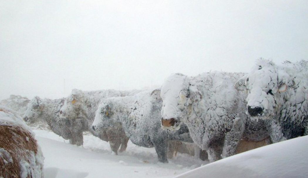ANSVSA face recomandări pentru protejarea animalelor în perioadele cu temperaturi foarte scăzute - iarnavaci1280-1739867194.jpg
