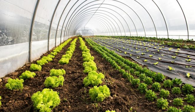 Iată ce îi așteaptă pe producătorii de legume în spații protejate - iataceiiasteaptapeproducatoriide-1644942454.jpg