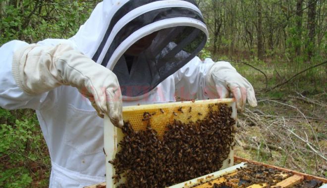 Iată până când pot solicita apicultorii finanțare - iatapanacandpotsolicitaapicultor-1528022141.jpg