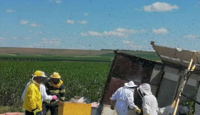Doi pompieri au mutat în câmp majoritatea stupilor cu albine din autoutilitara răsturnată de dimineață - ici25622albineneamt-1656162609.jpg