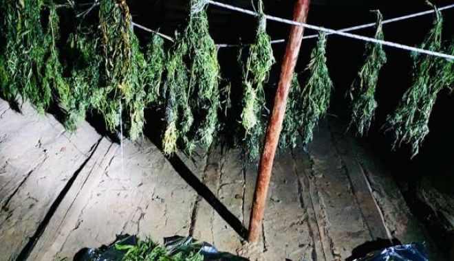 Trei tineri, reţinuţi de DIICOT pentru trafic şi deţinere de droguri; au înfiinţat culturi de cannabis