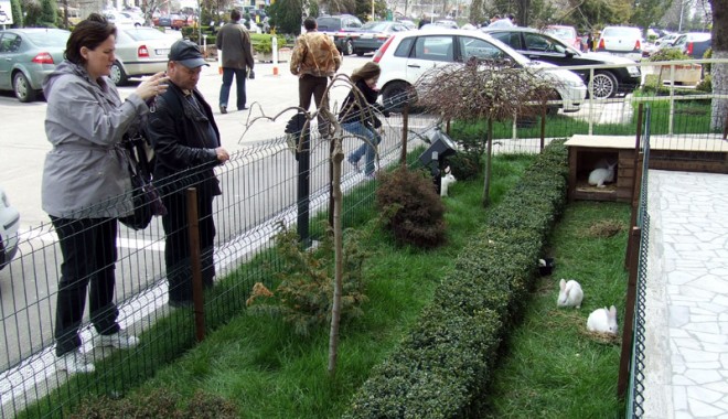 Au revenit iepurașii  la Prefectura Constanța - iepuripasteprefectura25-1334160160.jpg