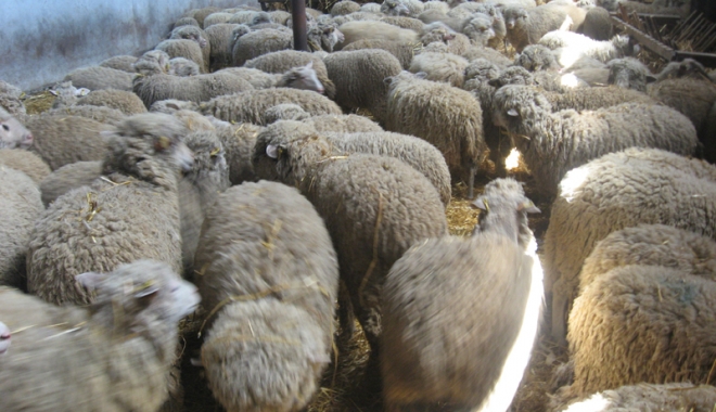 Îi doare în pix de Oieria Palas! - iidoarenpix-1470326606.jpg