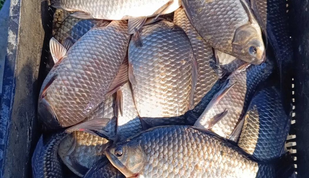 Bărbat care comercializa 30 de kg de peşte fără acte de provenienţă, depistat de jandarmi - image1-1737216172.jpg