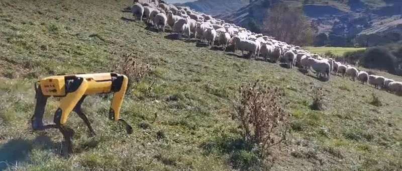 Inteligența artificială a ajuns și în fermele din România: Cum arată câinele robot cu AI