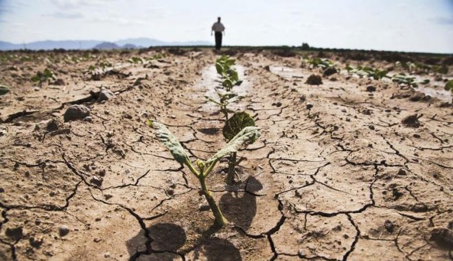 Ministrul Agriculturii: Despăgubirile pentru fermierii afectați de secetă vor fi virate după rectificarea bugetară - image20200662404069341seceta-1596813078.jpg