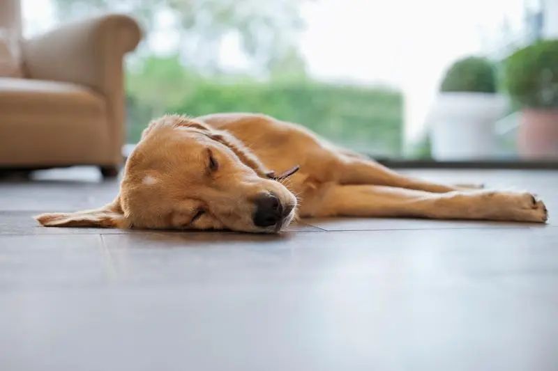 Un câine a devenit erou, după ce a salvat viața stăpânului său - image202205262558147041cainecare-1765037387.jpg