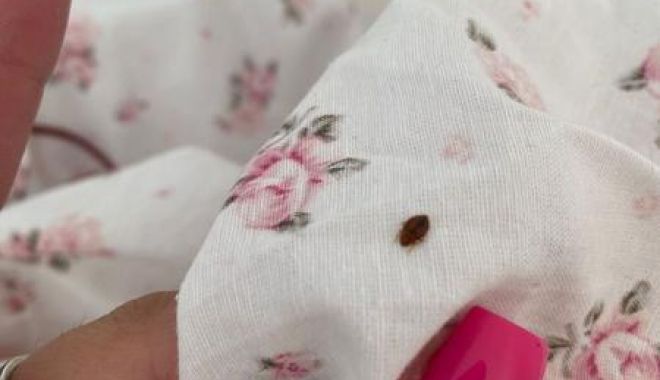 Amendă de 8.000 de lei după invazia ploșnițelor într-un cămin studențesc - image202401292686169341plosnitec-1706555024.jpeg