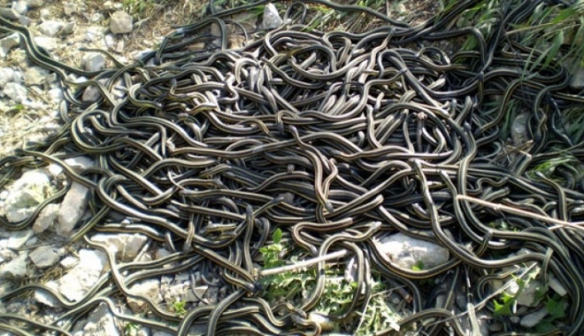 PANICĂ ÎN ROMÂNIA: 