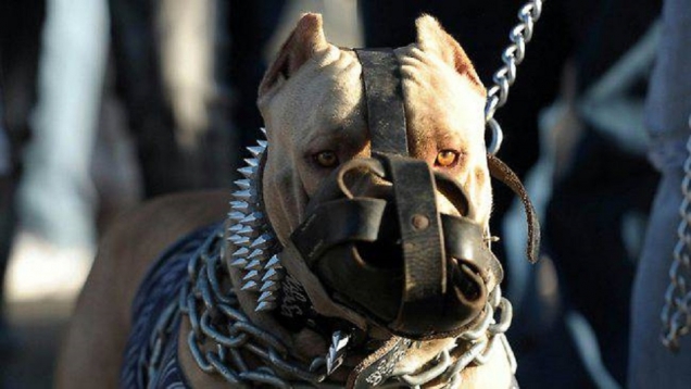 Scene macabre în Constanța / PITBULL SPINTECAT DE VIU CU TOPORUL, în plină stradă - img-1479124278.jpg