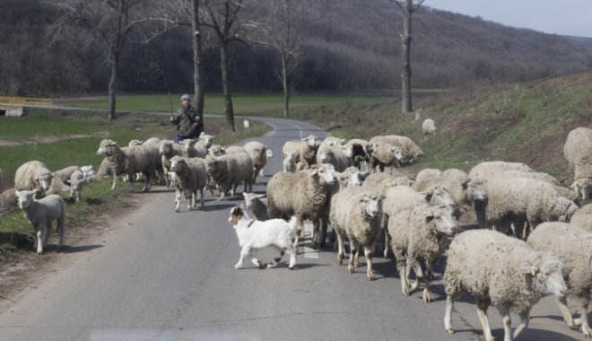 SCENE DE GROAZĂ! Turmă de oi spulberată de o șoferiță. 20 de animale au fost ucise pe loc - img-1508759503.jpg