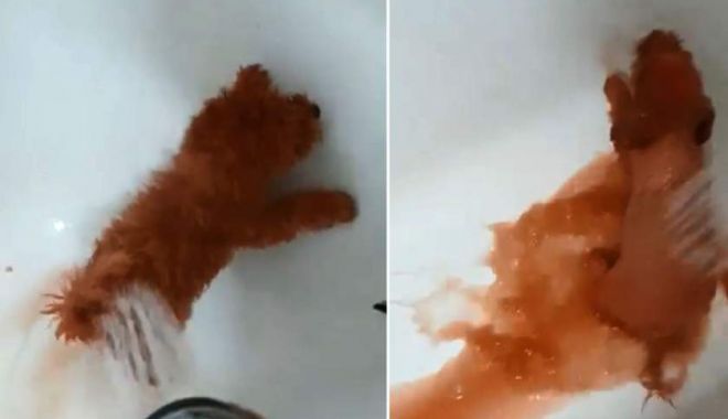 Câine vopsit roșu pentru a fi vândut ca bichon, în Constanța - img-1576158420.jpg