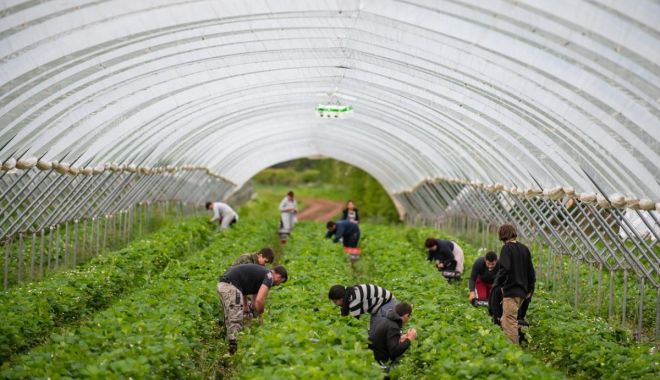 Se caută culegători de fructe în Spaţiul Economic European - img-1668605950.jpg