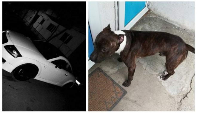 Oferă ca recompensă un Audi TT celui care îi aduce înapoi câinele pierdut la gară - img1-1546766764.jpg