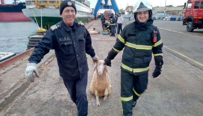 Misiune încheiată. Câte oi au fost salvate de pe nava eșuată la Midia - img20191124wa0014-1574977439.jpg