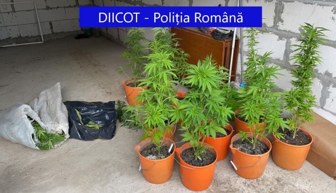 PERCHEZIȚII ÎN CONSTANȚA. GHIVECE CU CANNABIS, găsite într-o locuință! - img20210618wa0004-1624015354.jpg