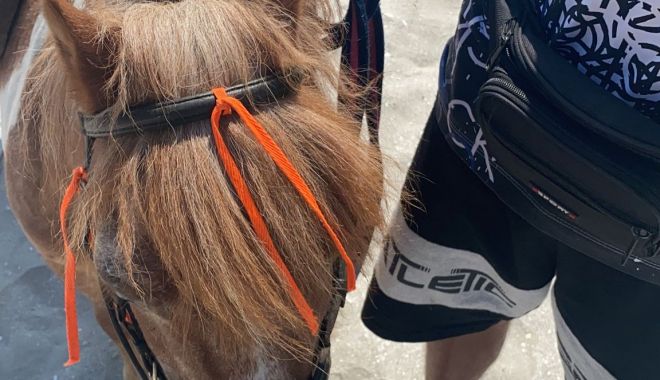 Ponei deshidrataţi şi apatici, folosiţi abuziv pentru distracţia turiştilor de pe plajă! Ce măsuri au luat poliţiştii