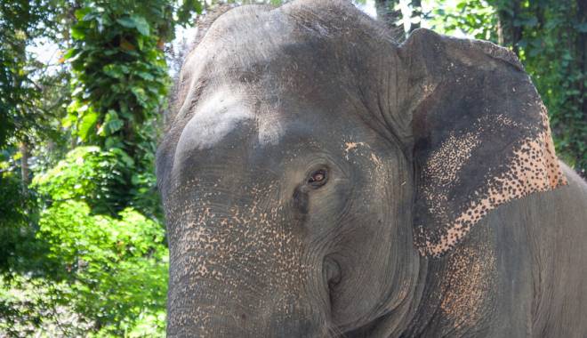 Căldură mare în Thailanda: Animalele din grădinile zoologice primesc înghețată pe băț - img3473-1458288755.jpg