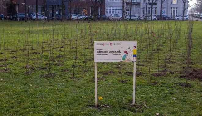 Fechet: Oraşele, municipiile şi şcolile pot aplica în programul de plantare de mini-păduri