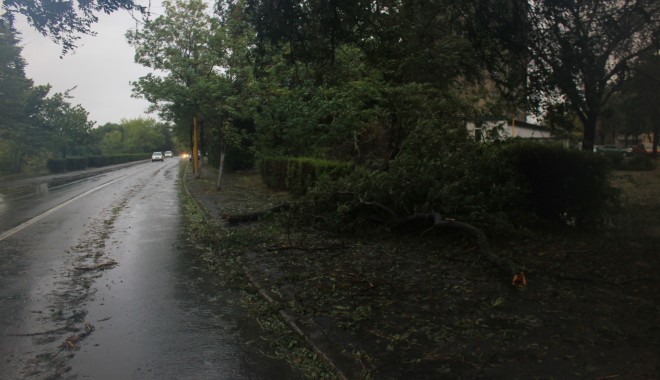 Mai mulți copaci căzuți pe străzile din municipiul Constanța - img5279-1380616713.jpg