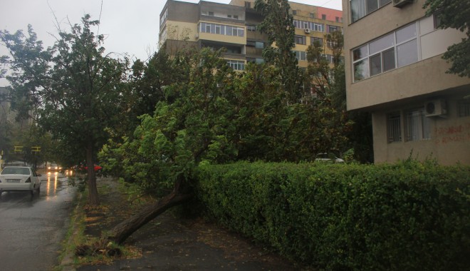 Mai mulți copaci căzuți pe străzile din municipiul Constanța - img5294-1380616741.jpg