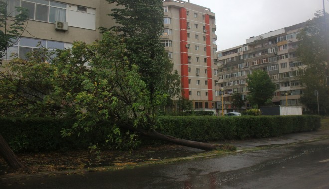 Mai mulți copaci căzuți pe străzile din municipiul Constanța - img5298-1380616773.jpg