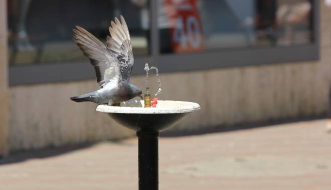 Instantaneul zilei / Ce au putut vedea constănțenii, azi, în centrul orașului - img7143-1435067634.jpg