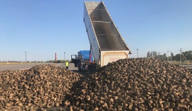 România va avea cea mai mare producție de sfeclă de zahăr din UE