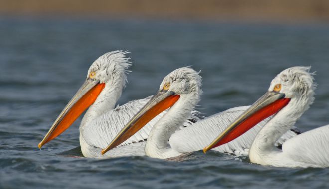 La Năvodari poate fi văzută singura colonie de pelicani creți, în afara Rezervației Delta Dunării