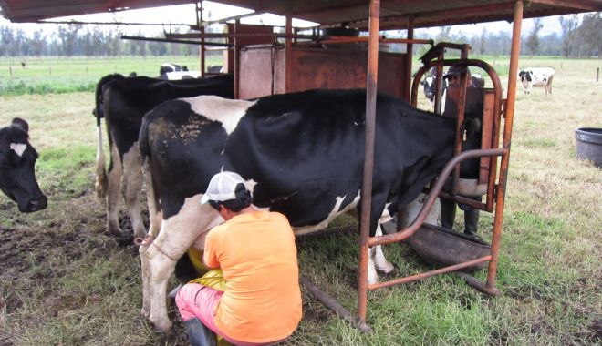 Importul de lapte crește mult mai repede decât producția internă - importuldelaptecrestemultmairepe-1613134654.jpg