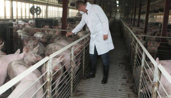 Înalți oficiali, la o fermă de porci - inaltioficiali-1426146958.jpg