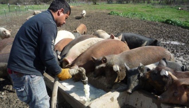 În atenția crescătorilor de porci și păsări - inatentiacrescatorilordeporci-1547731207.jpg